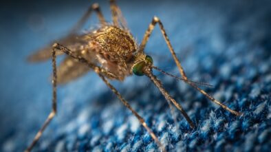 Existuje nějaký přírodní repelent, který vás ochrání před komáry?