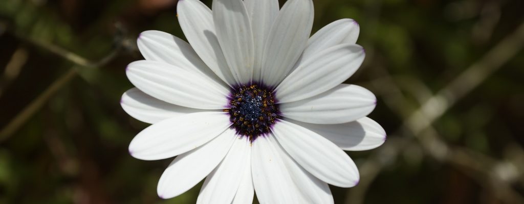 Lení Osteospermum