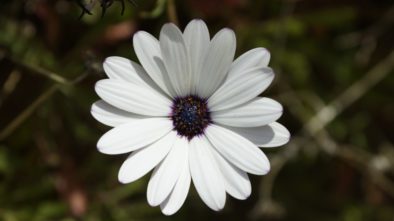 Lení Osteospermum