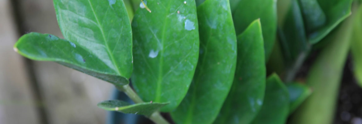 zamioculcas